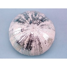 Metallic Sea Urchin, 7x7x4cm