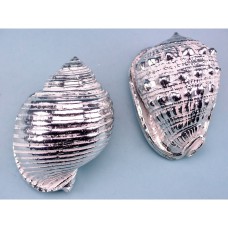 Metallic Shell Assortment, medium, 2 assorted