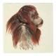 Meg Hawkins Orangutan Stone Coaster