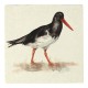 Meg Hawkins Oystercatcher Stone Coaster