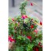 Metal Bee Silhouette Plant Pot Stake, 46cm