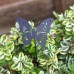 Metal Butterfly Silhouette Plant Pot Stake, 44cm