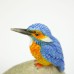 Kingfisher on Stone